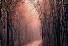 旺财28:历史级的进攻狂潮:步行者162分屠戮奇才,多重纪录载入史册.